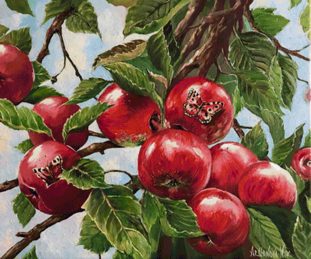 Яблоки - предпросмотр