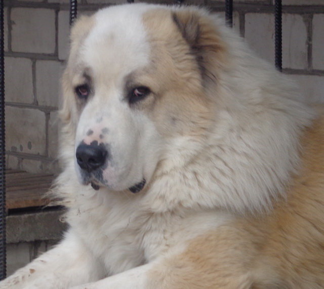 мой Мишка - оригинал