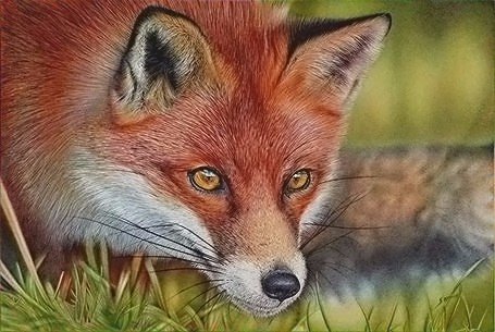 Лиса - животные - оригинал