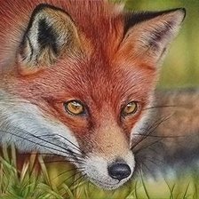 Схема вышивки «Лиса»