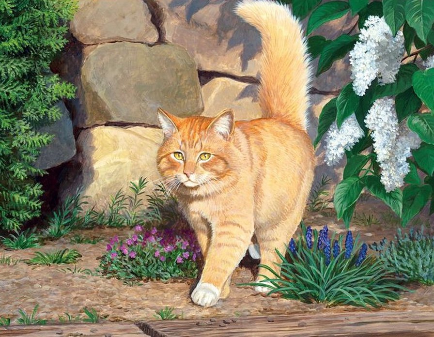 Кот - животные - оригинал