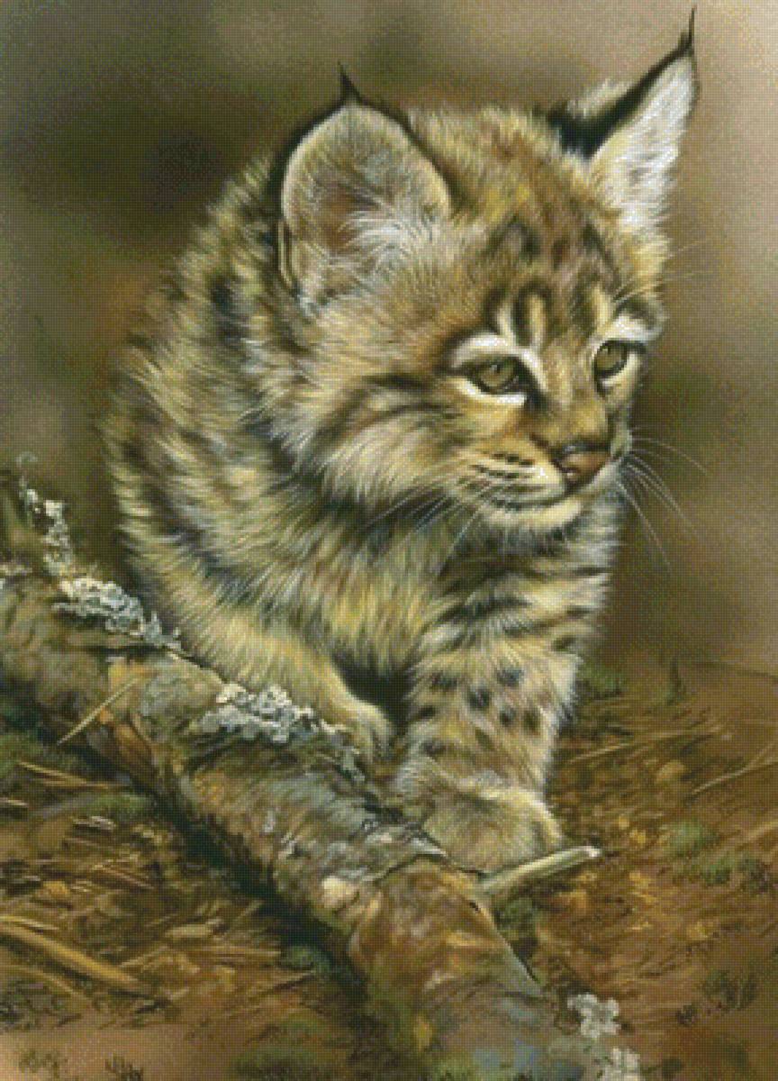 Котёнок - животные - предпросмотр