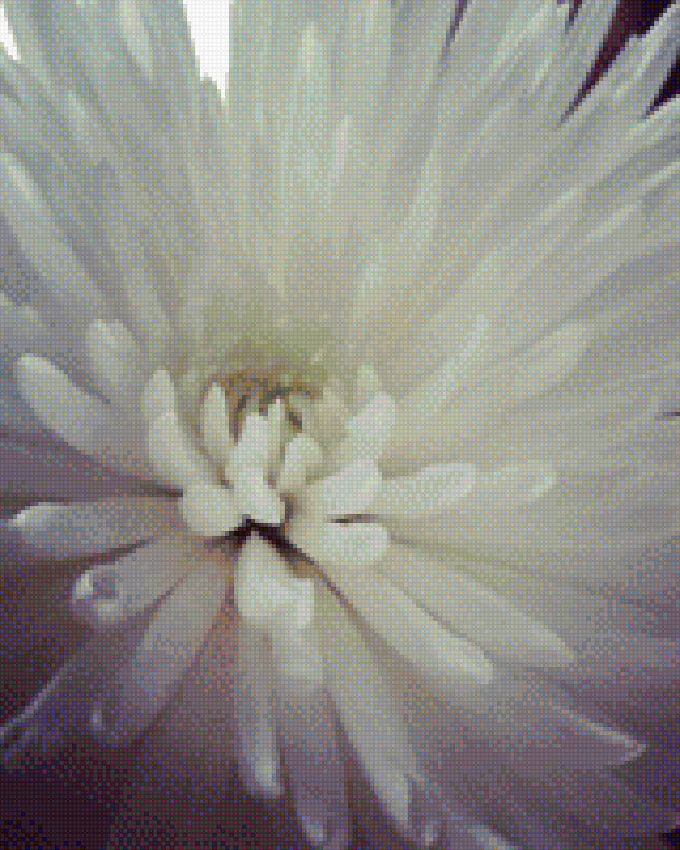 Хризантема - цветы, белый, хризантема - предпросмотр