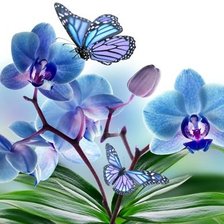 Схема вышивки «бабочки на орхидее»