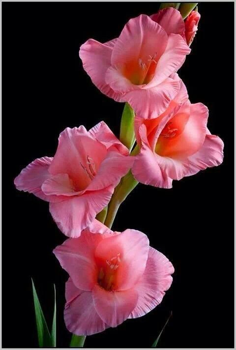 гладиолус - оригинал