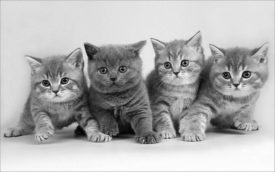 №1613026 - оригинал