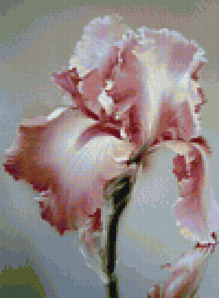 розовый гладиолус - предпросмотр