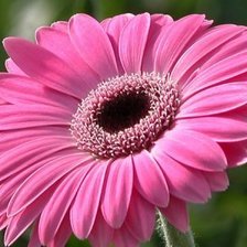 Схема вышивки «розовая гербера»