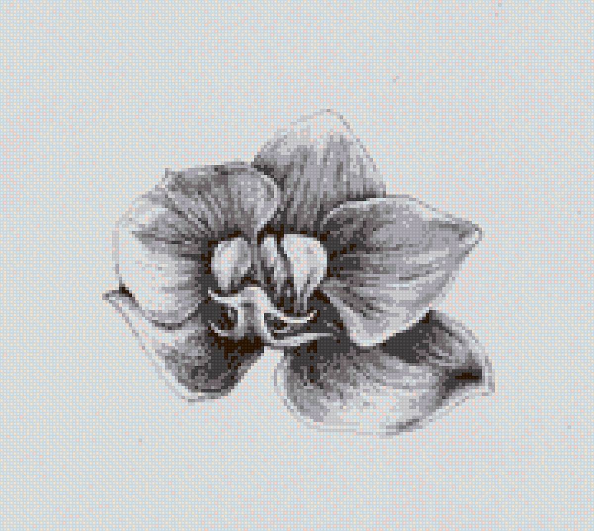 Орхидея монохром - монохром, орхидея, цветок - предпросмотр