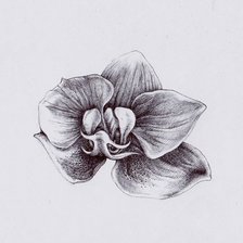 Оригинал схемы вышивки «Орхидея монохром» (№1613764)