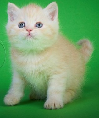 Мурзик - котик, нежность - оригинал