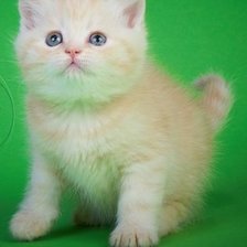 Схема вышивки «Мурзик в розах»