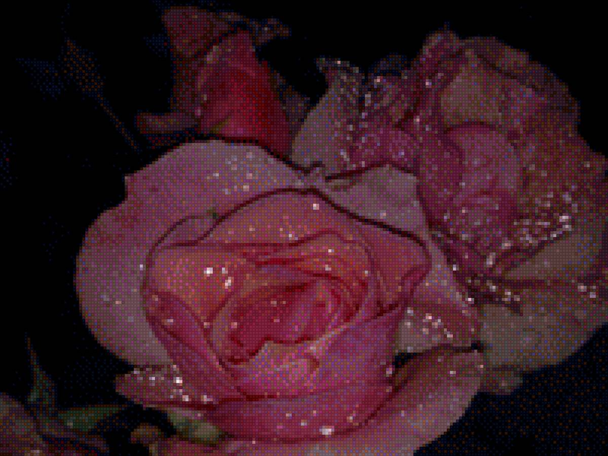 роза - роза - предпросмотр