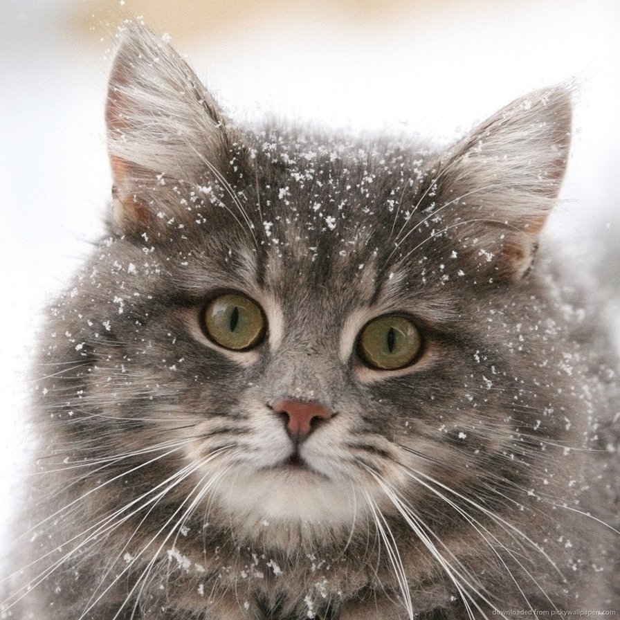 сибиряк - кошки, животные - оригинал