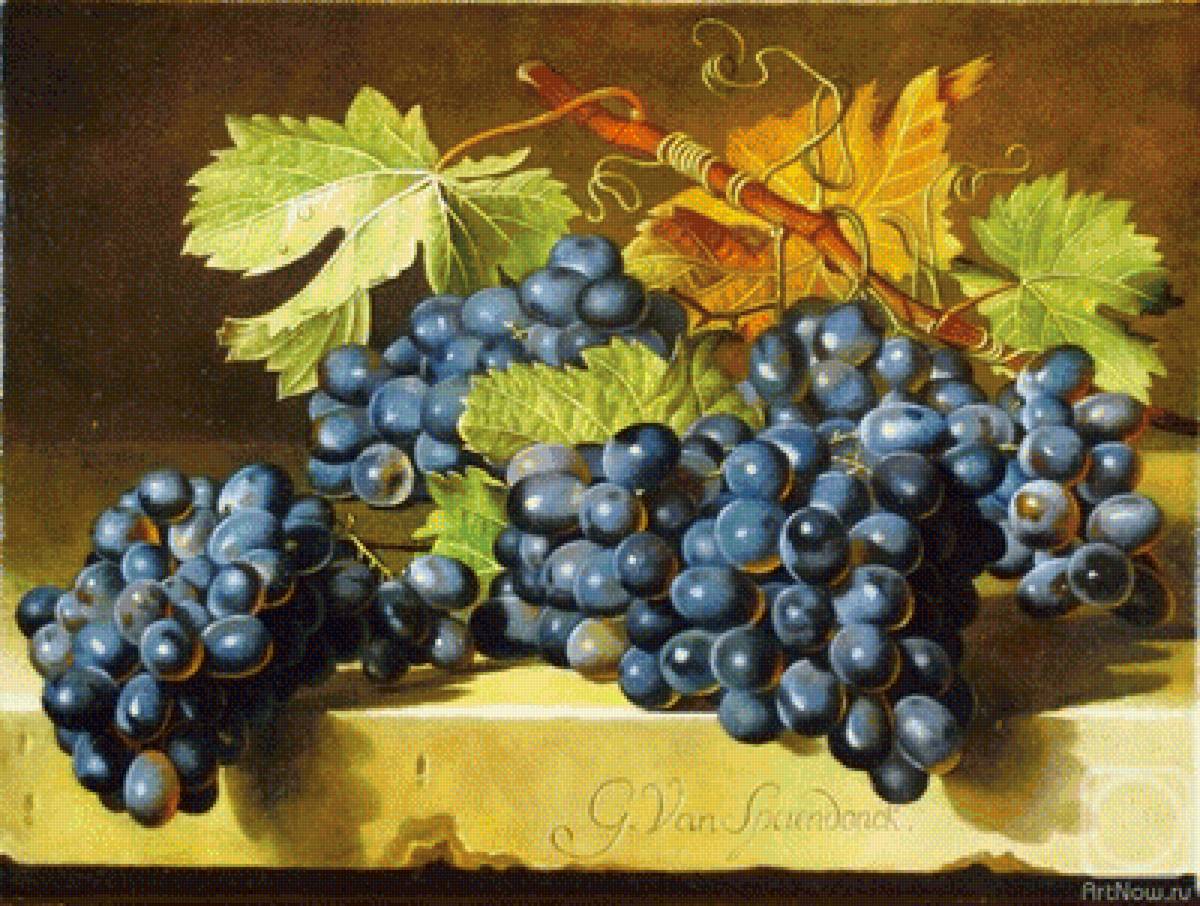 Виноград - предпросмотр