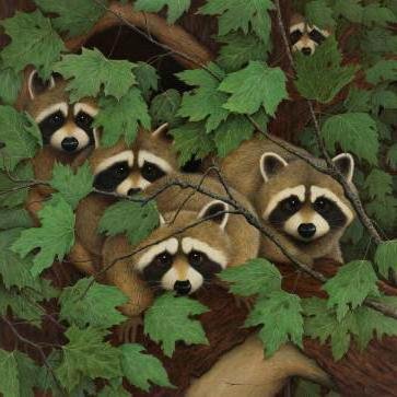 Еноты - оригинал