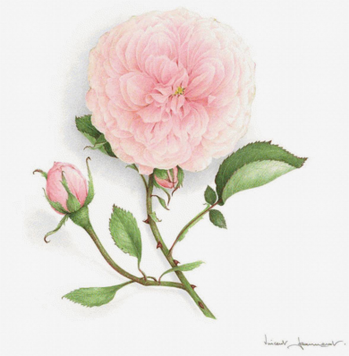 Розочка - цветы - предпросмотр