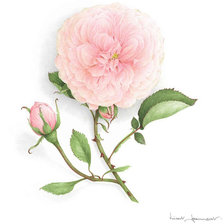 Схема вышивки «Розочка»