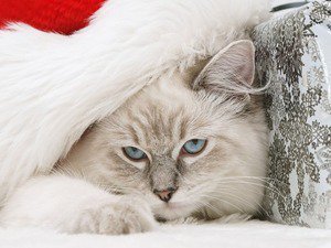 Новый год - котенок - оригинал