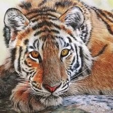 Схема вышивки «Тигр»