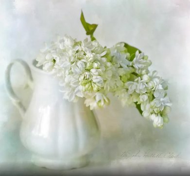 СИРЕНЬ - сирень - оригинал