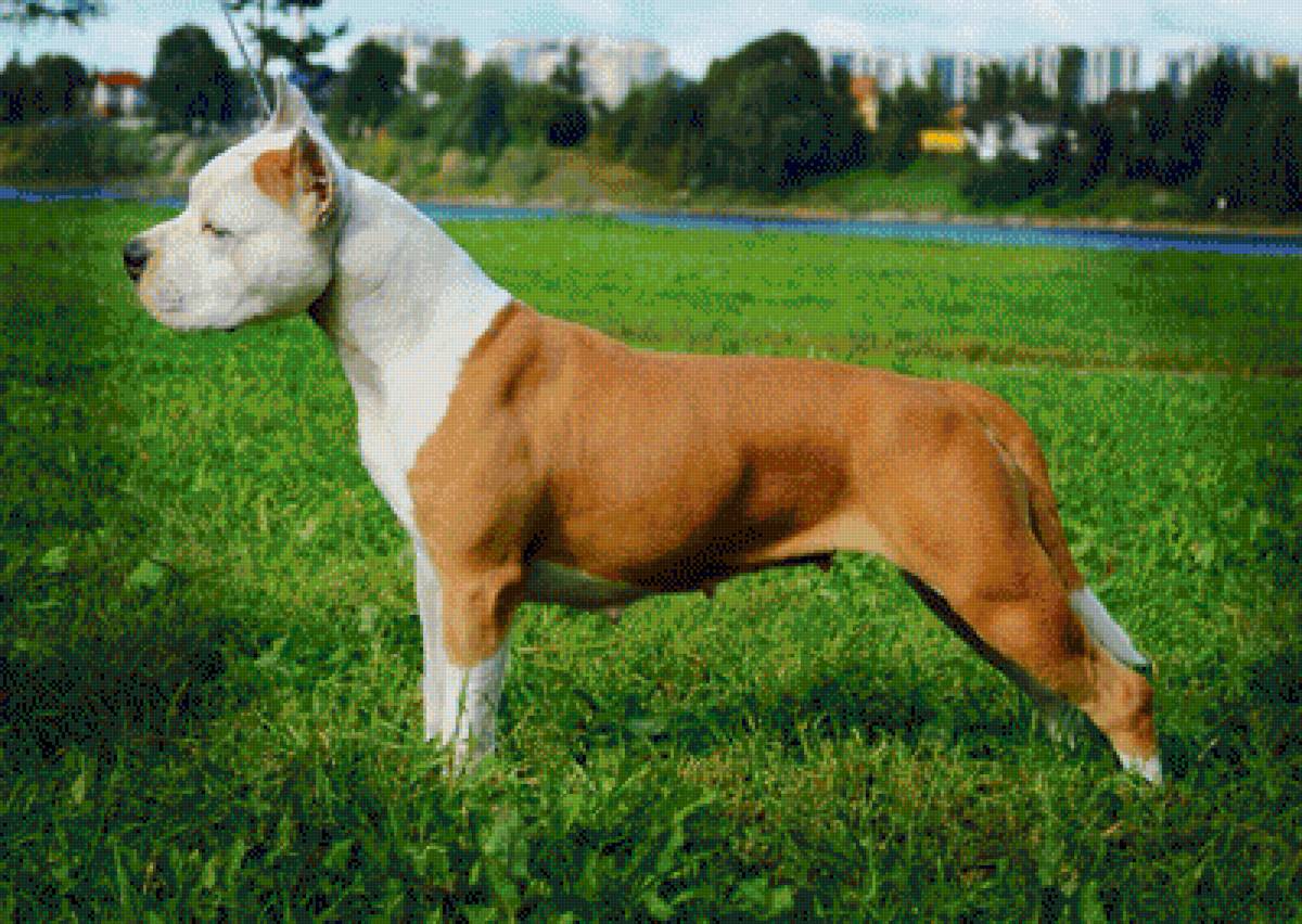 Амcтафа - стаффорды, амстафф, ам.стафф, собака, (аст), стафф терьера - предпросмотр