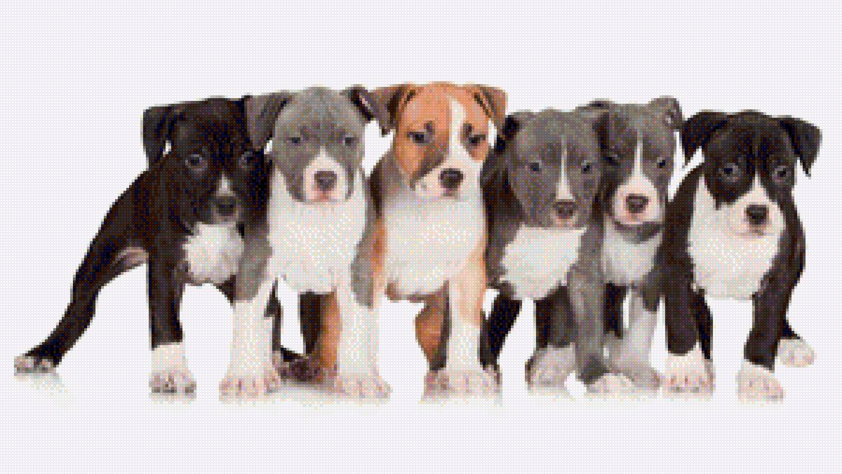 Щенки Амcтафа - ам.стафф, собака, амстафф, стаффорды, стафф терьера, (аст) - предпросмотр