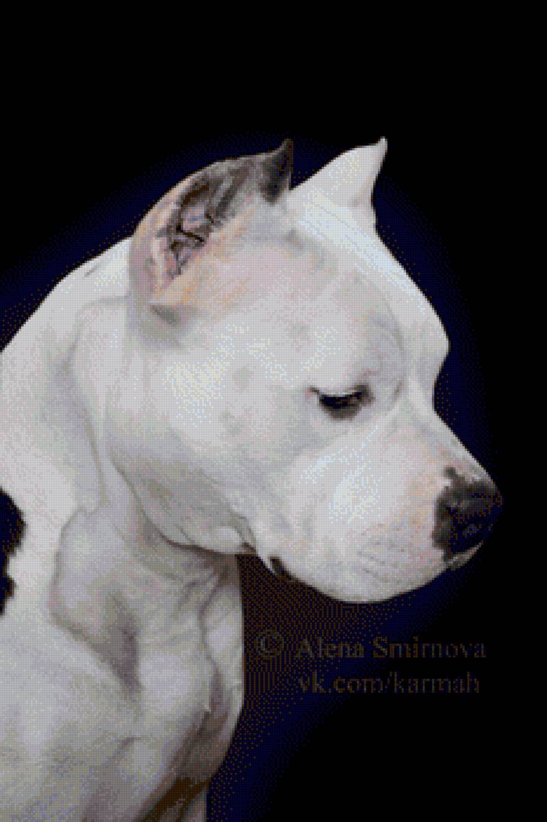 Амcтафа - питбуль, ам. стафф булли, амстафф, аст, ам.стафф стафф стаффик - предпросмотр