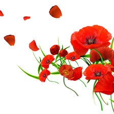 Схема вышивки «Маки»