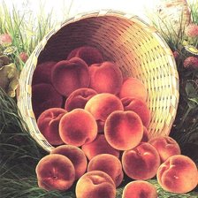 Схема вышивки «№1617566»