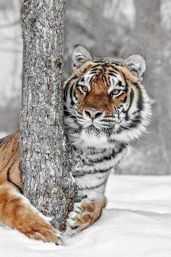 Тигр - звери - оригинал