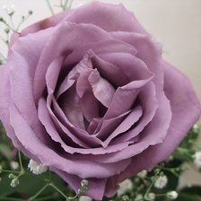 Схема вышивки «Роза»