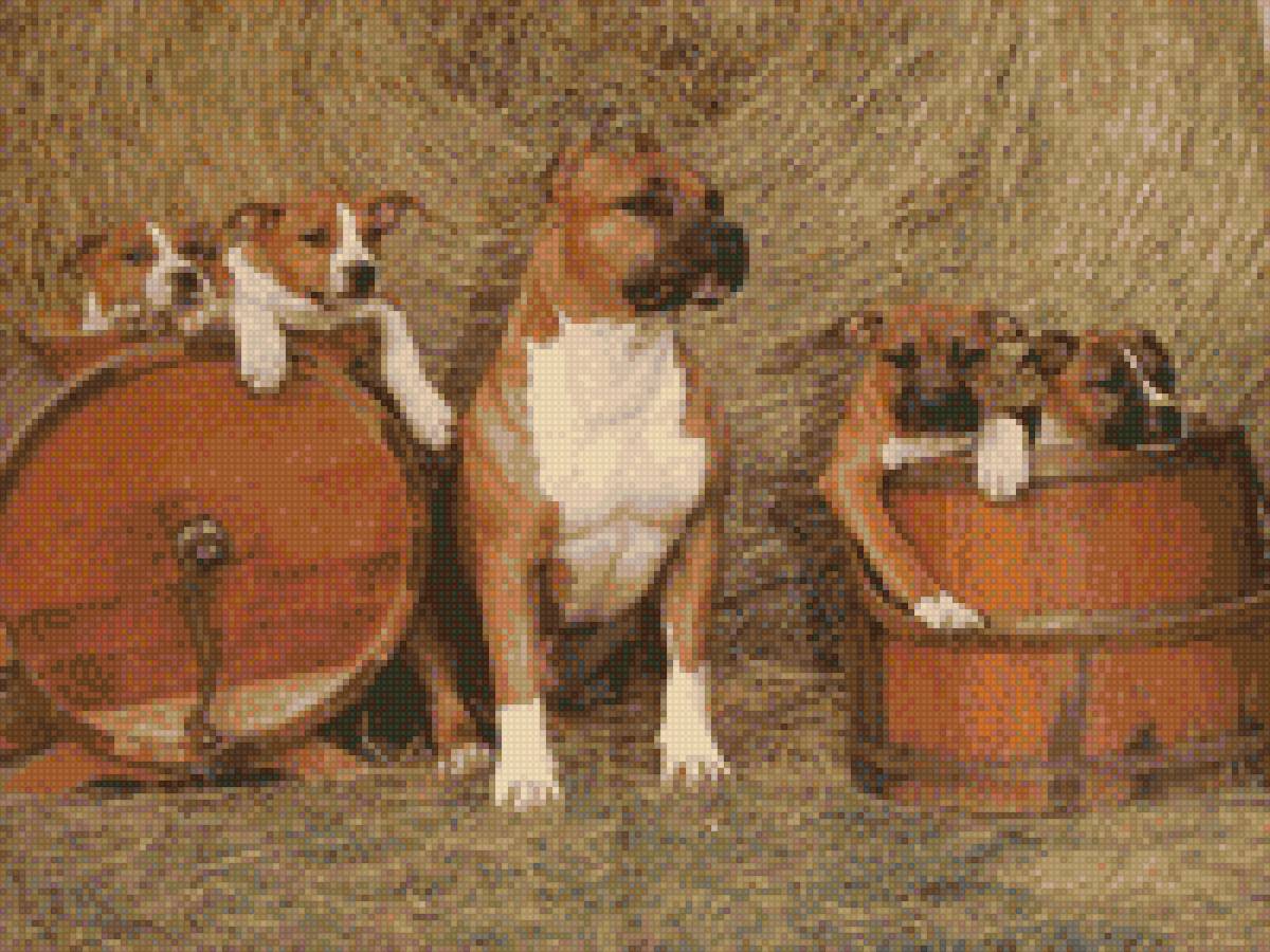 Амcтафа - ам. стафф булли, аст, амстафф, питбуль, ам.стафф стафф стаффик - предпросмотр