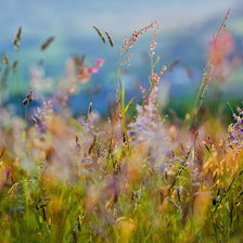 Схема вышивки «поле»