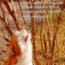 Схема вышивки «весенний котейка»