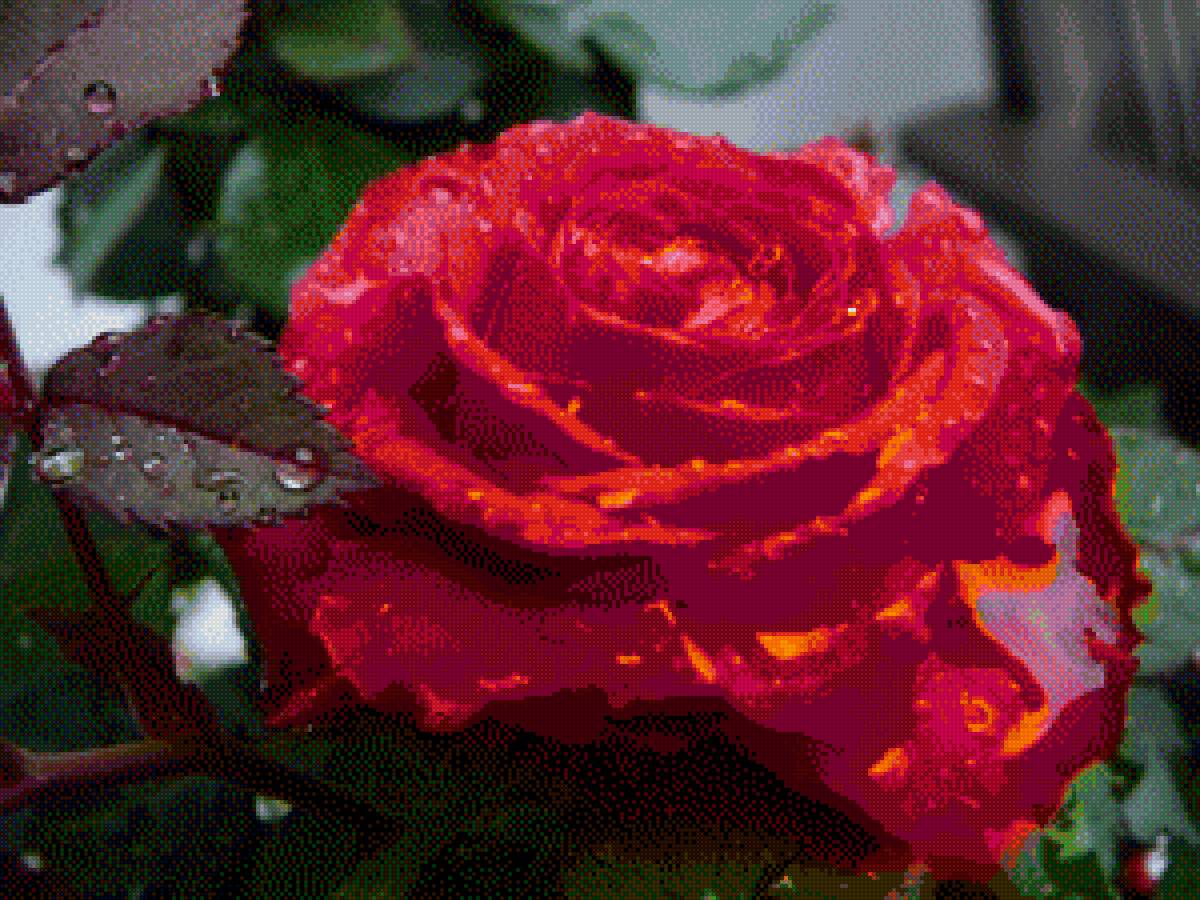 роза - предпросмотр