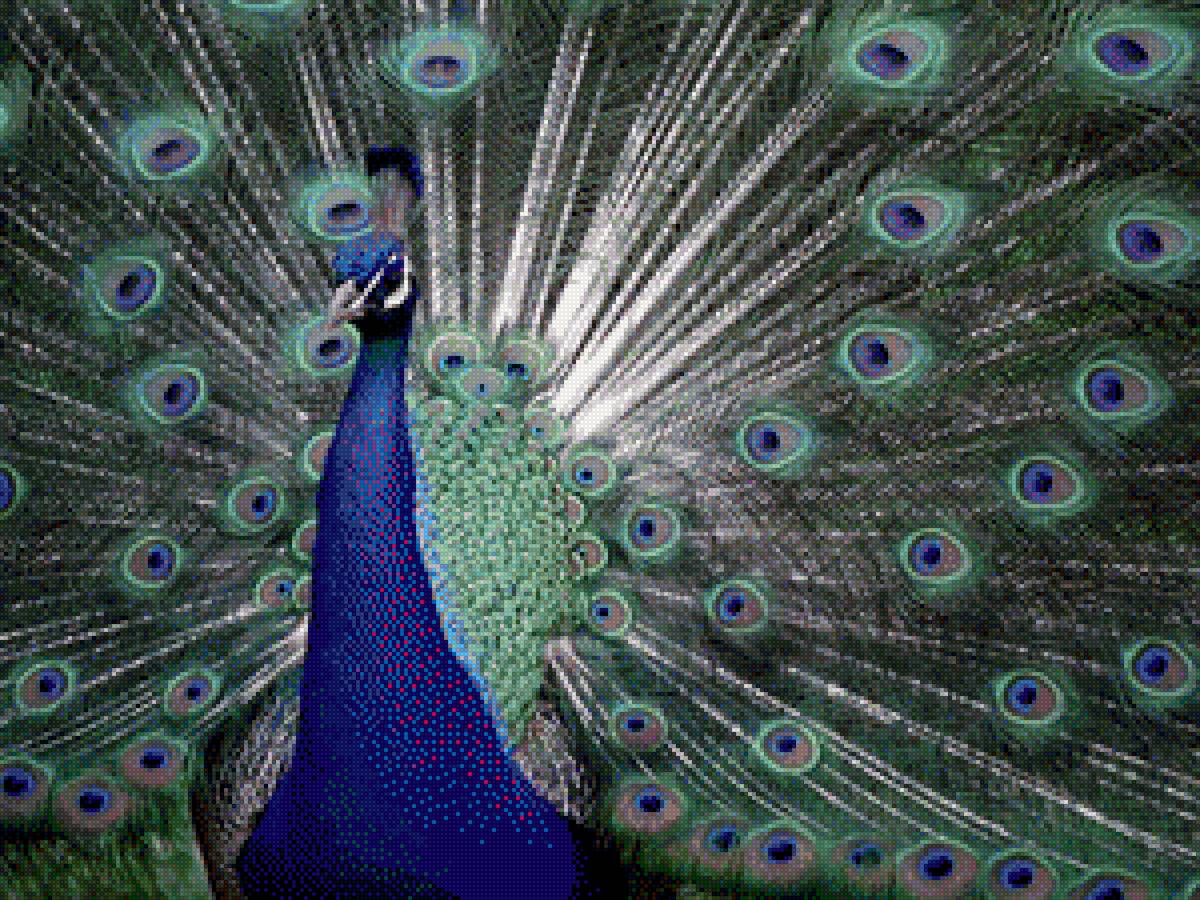 павлин - предпросмотр