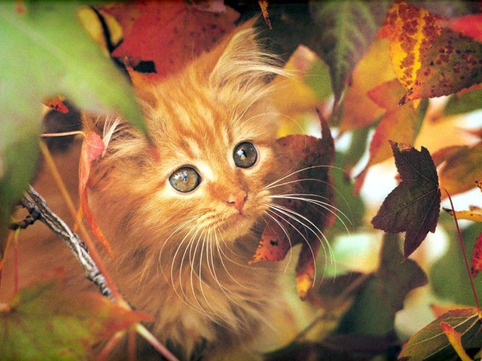 рыжик - оригинал