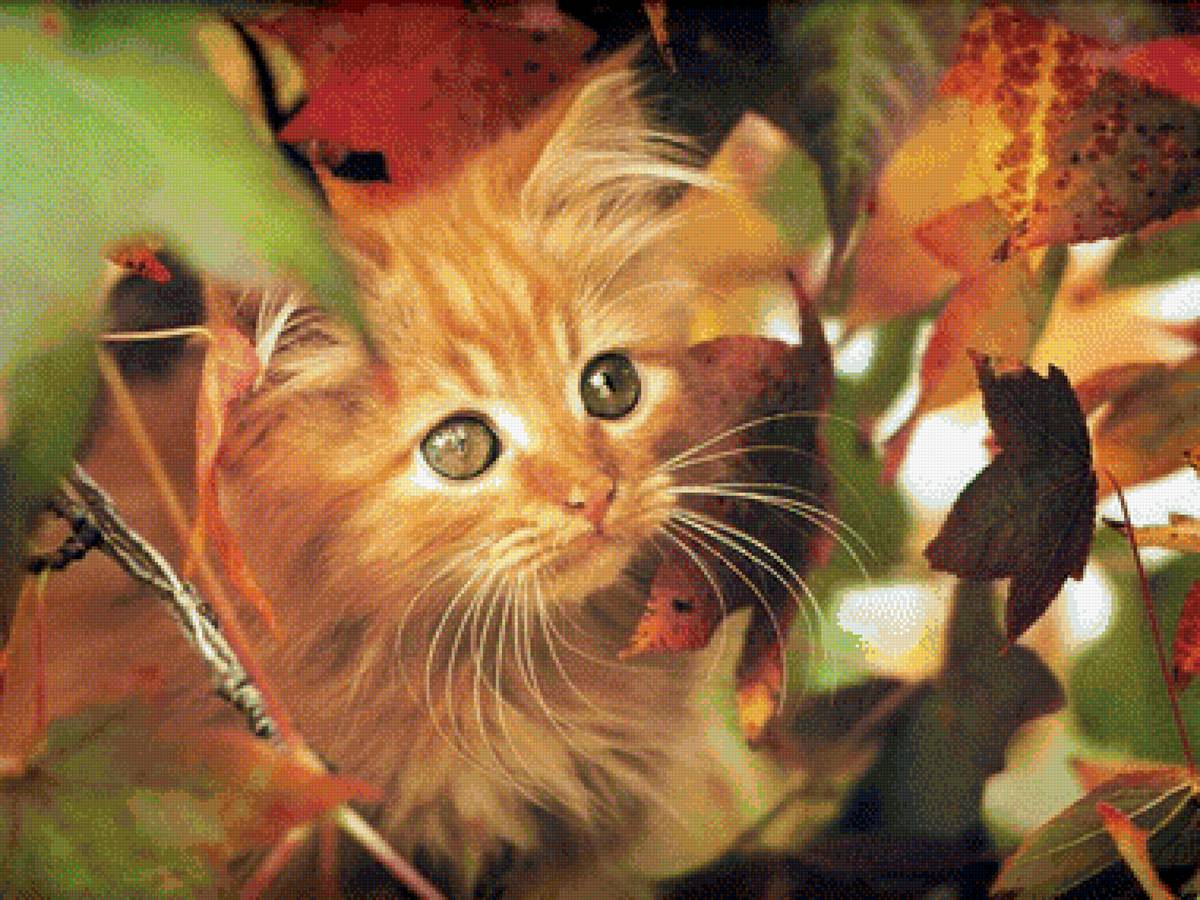 рыжик - предпросмотр