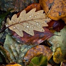 Схема вышивки «осень»