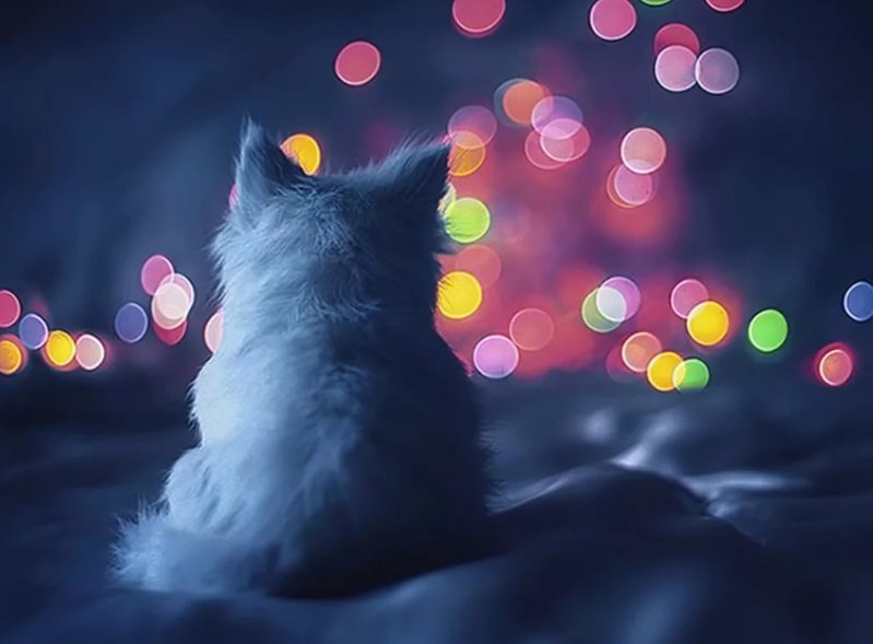 Котейка - котено, котик - оригинал