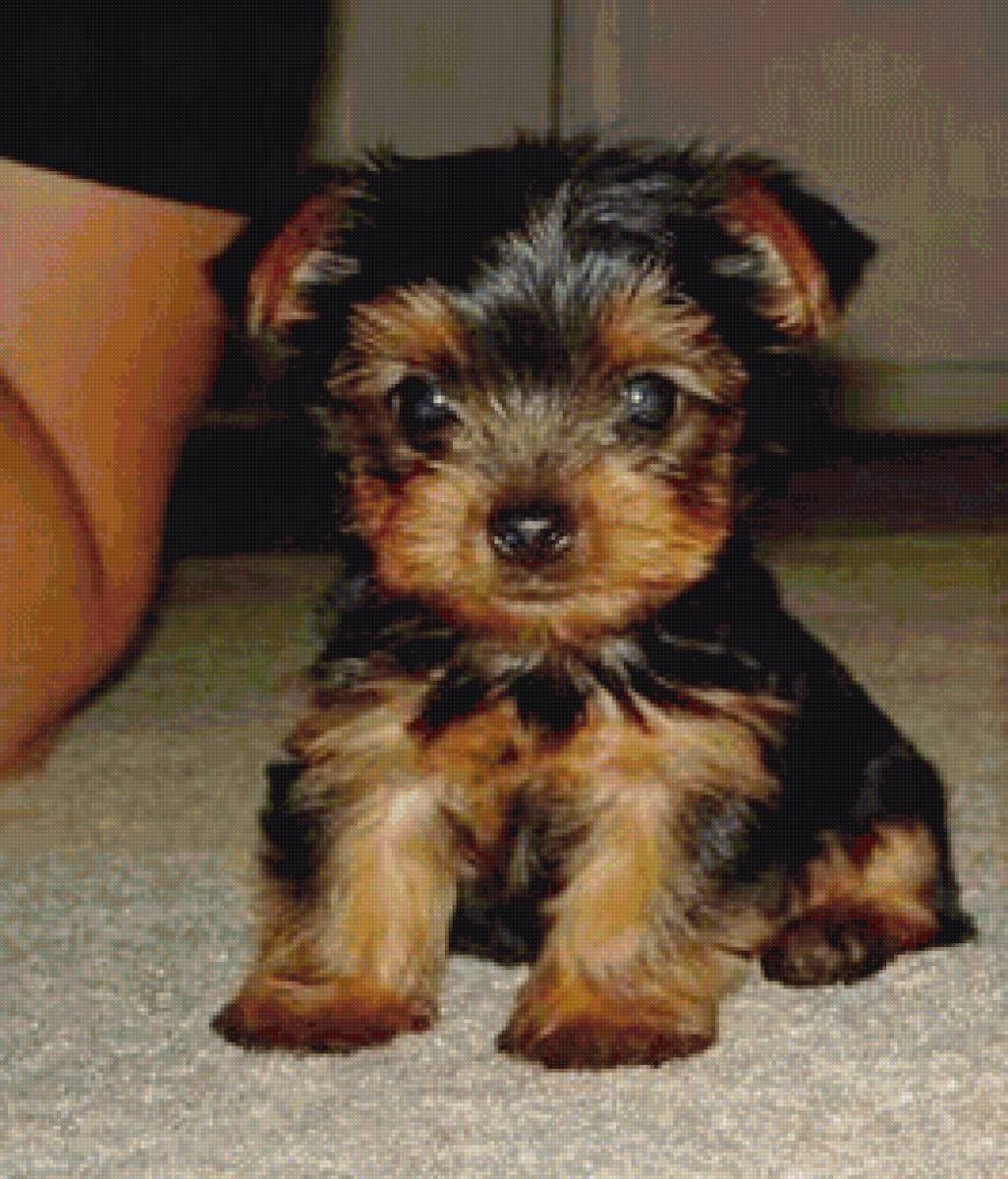 Терьер - щенок, терьер - предпросмотр