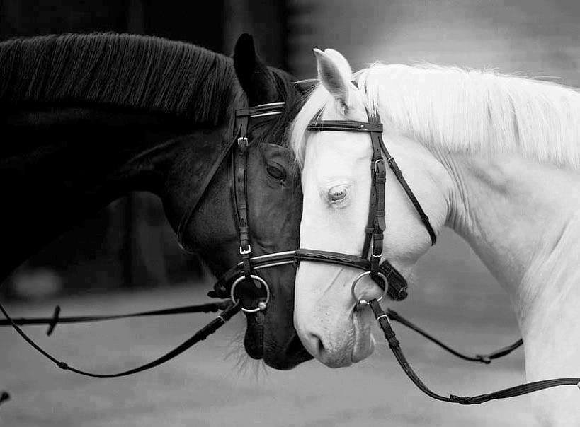 Cavalos Carinho - animais - оригинал