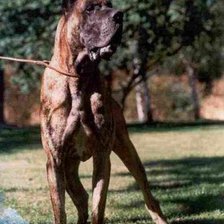 Схема вышивки «Тигровый дог»