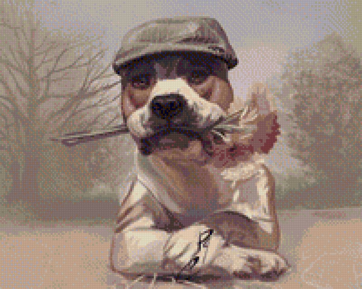 Амcтафа - ам. стафф терьера ам.стафф стафф стаффик, амстафф (аст) питбуль - предпросмотр