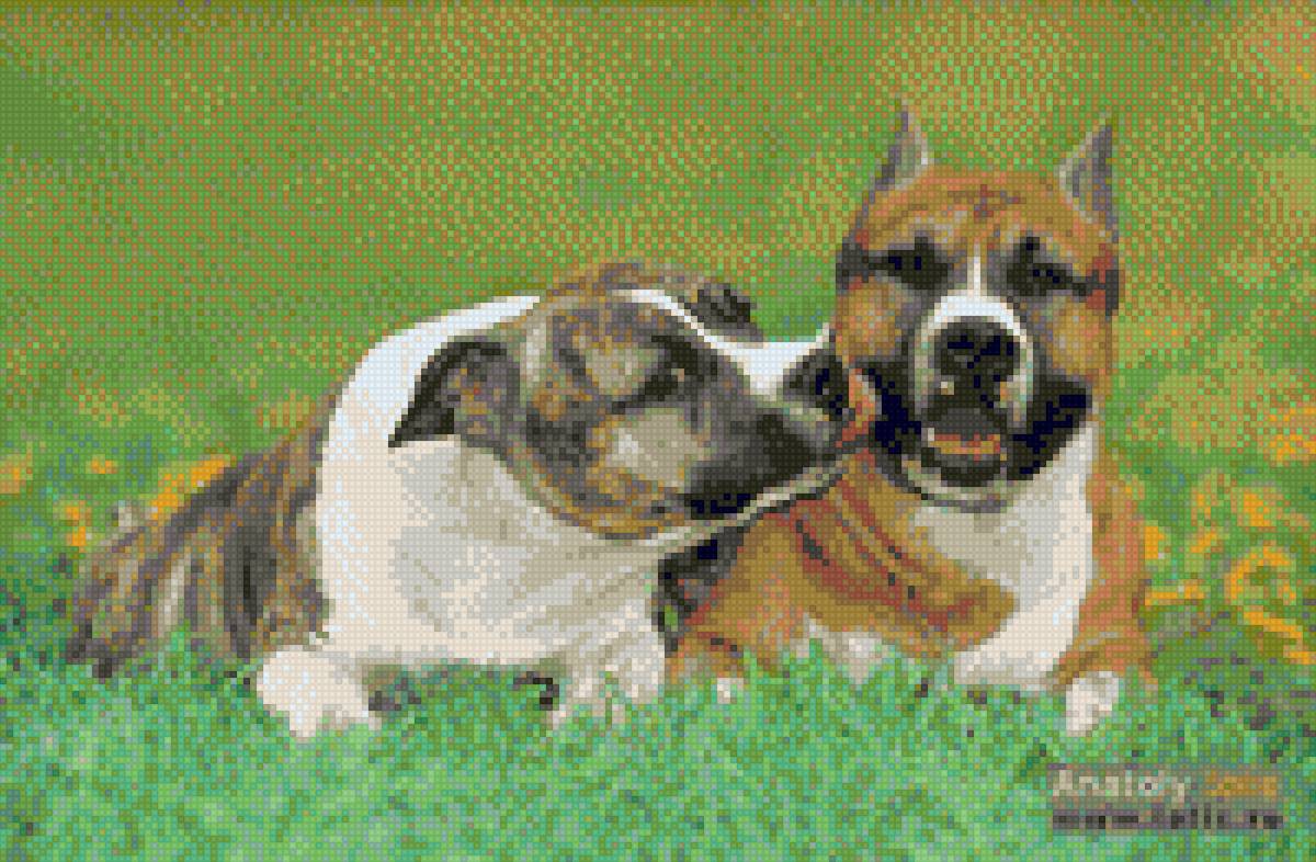 Ам. Стафф терьера - собака, (аст), ам.стафф, стафф терьера, стаффорды, амстафф - предпросмотр