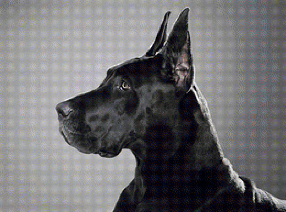 Немецкий Дог - предпросмотр