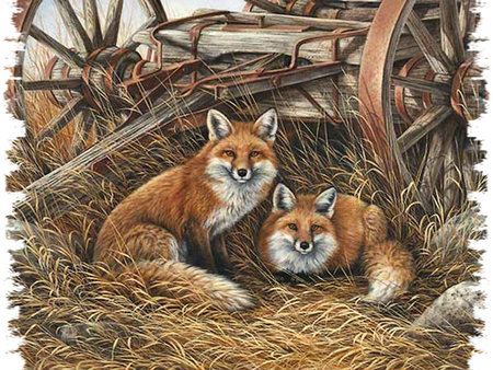 Лисы - животные - оригинал