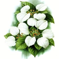 Схема вышивки «№1620069»