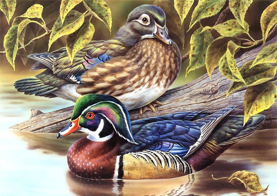 утки мандаринки - оригинал